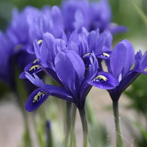 Iris Reticulata Harmony - 25 bulbs - Longfield Gardens