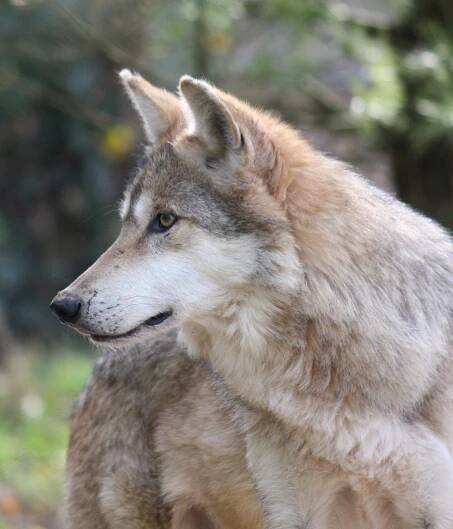 Canis lupus baileyi - Wikimedia Commons