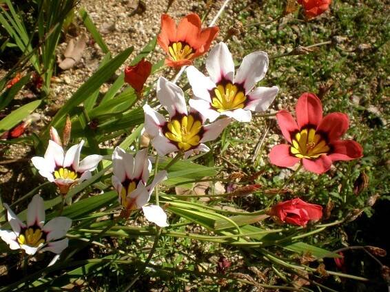 Flores de Sparaxis tricolor