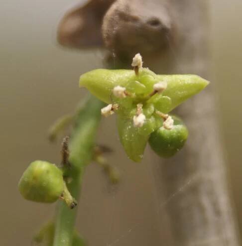 Tinospora cordifolia – eFlora of India