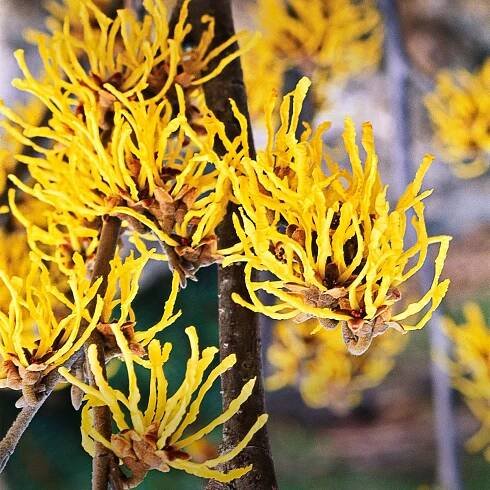 Arnold's Promise witch hazel