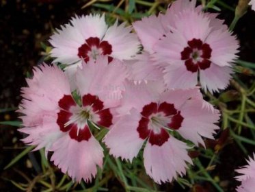 Dianthus plumarius Nanus " Sweetness " - karafiát,hvozdík Zahradnictví Krulichovi - zahradnictví, květinářství, trvalky