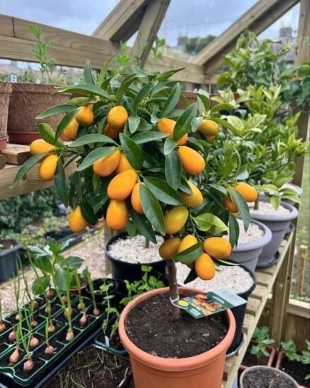 10 Plants Love Epsom Salt And How To Keep Them Thriving