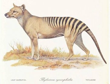 Thylacine.