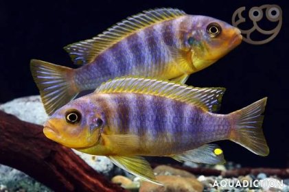 Aurora Cichlid - Maylandia aurora Fish Profile & Care Guide