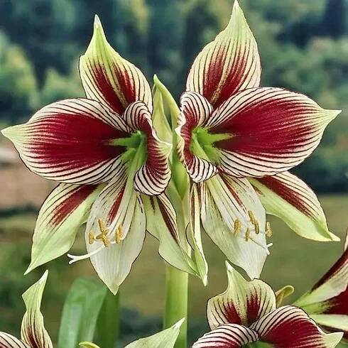 Cibulovina Amarylka Papilio 1 ks