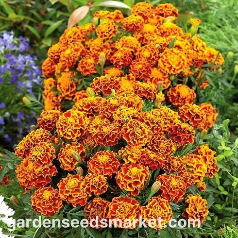 Aksamitník rozkladitý - Fiesta - Tagetes patula - Mahagonově žluté květy, odpuzuje háďátka - Čerstvá semena