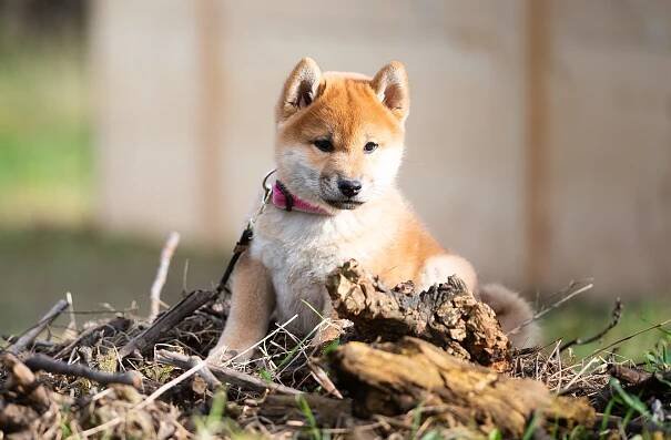 Shiba