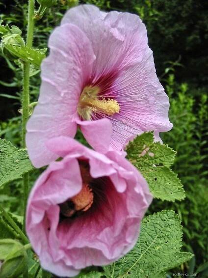 Topolovka růžová (Alcea rosea)
