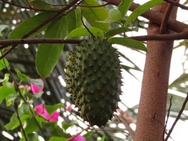 Tropické ovoce graviola je přírodním lékem na rakovinu