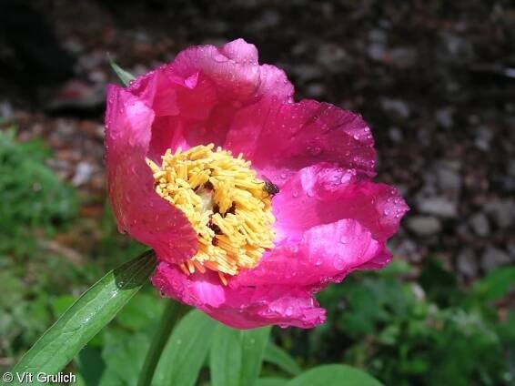 fotografie Paeonia officinalis (pivoňka lékařská)