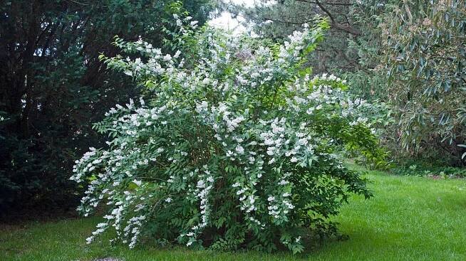 Raue Deutzie (Deutzia scabra) 