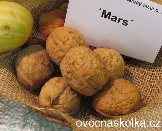 ořešák Mars v květináči
