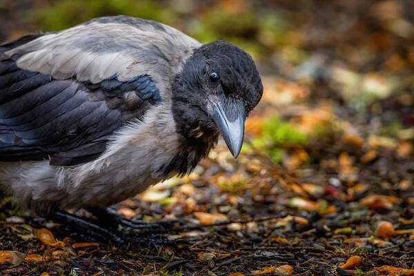 Vrána šedá (Corvus cornix)