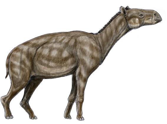 Equoidea