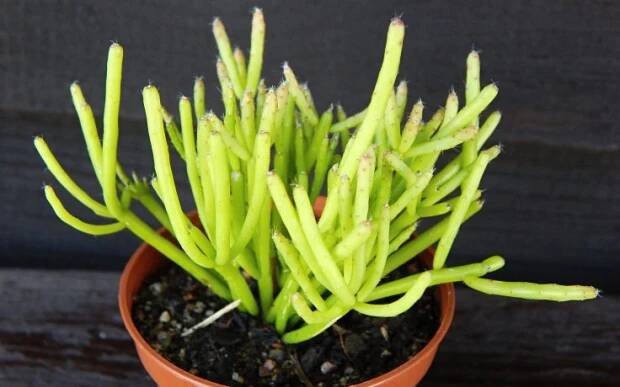 Rhipsalis cassutha - špagetový kaktus