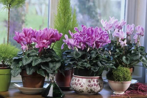 Brambořík perský (Cyclamen persicum) pochází z horských oblastí  Středozemí a Malé Asie.