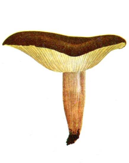 Ekhöfts Pilze – Ekhöft