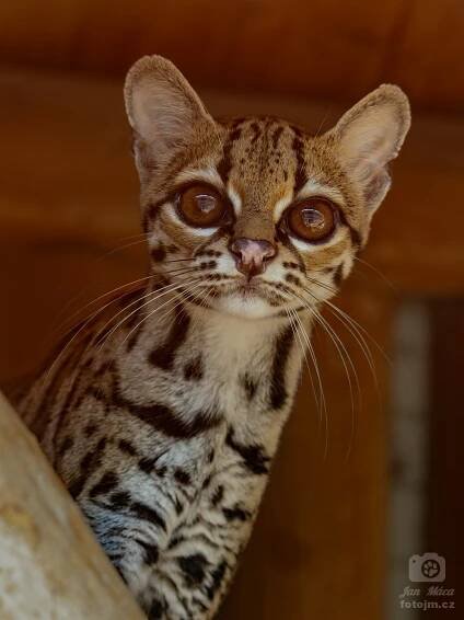 Margay