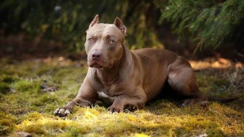 12 Reasons Pit Bulls Are the Best Guard Dogs