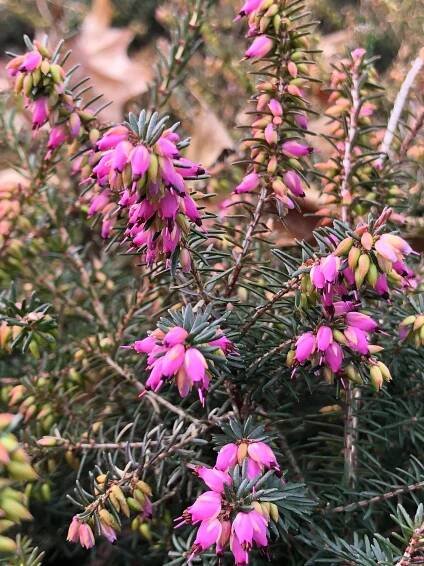 Erica carnea ‘Springwood Pink’ - winter heath