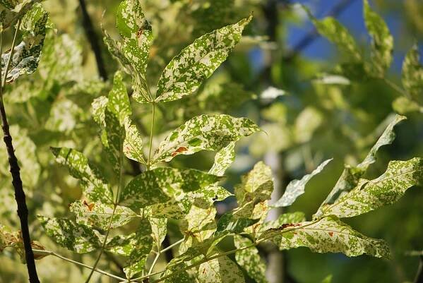 Jasan pensylvánský Aucubifolia (Fraxinus pennsylvanica)