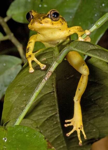 Vertical yellow fijian tree frog