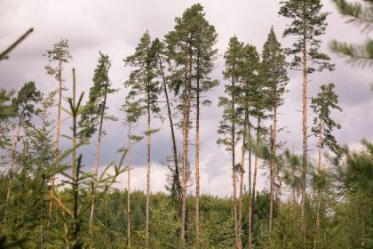 Zlomový rok pro české lesy. Letos můžeme dostat kůrovce pod kontrolu, věří experti