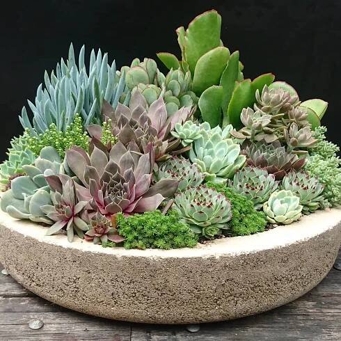 an arrangement of succulents in a concrete planter