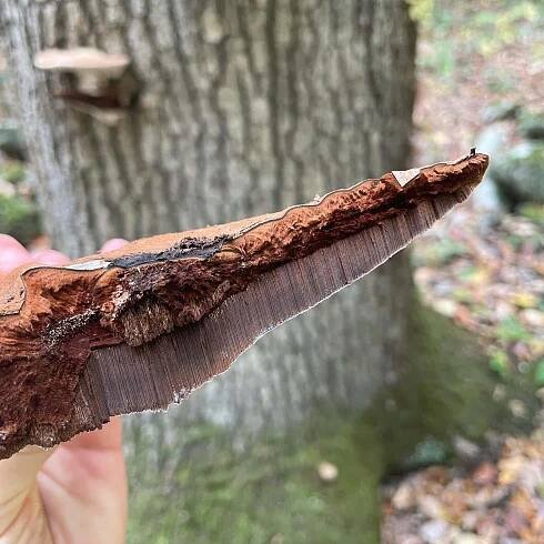 Ganoderma applanatum - Artist's Conk - Eat The Planet