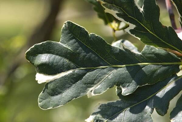 Quercus robur 'Argenteomarginata' - dub letní - list 