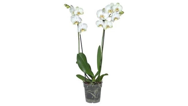Orchidej v akci levně | Kupi.cz