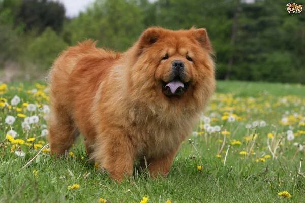 Majestic Companions: Discovering 10 Dogs That Resemble Lions
