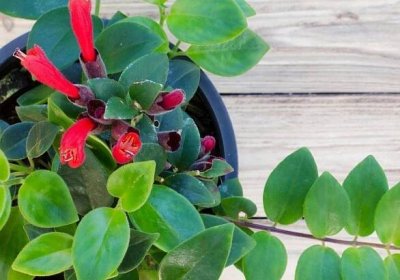 Aeschynanthus, plant care and growing guide