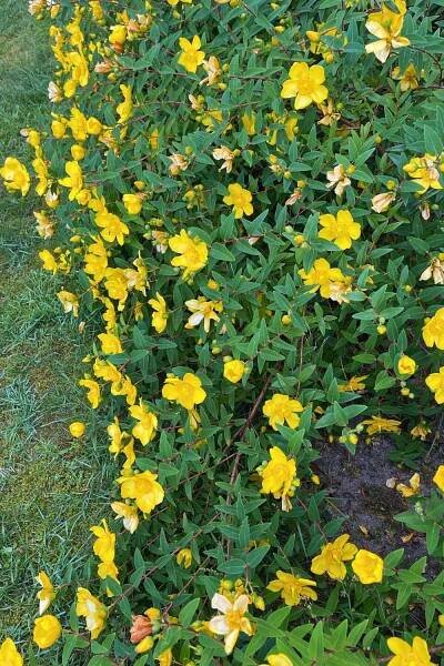 Hypericum calycinum