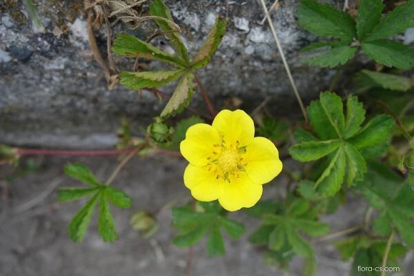 Mochna plazivá (Potentilla reptans)