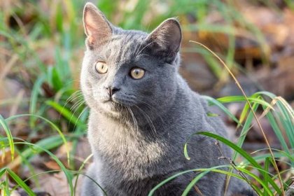 Ruská modrá kočka: lenivá kráska s potutelným úsměvem
