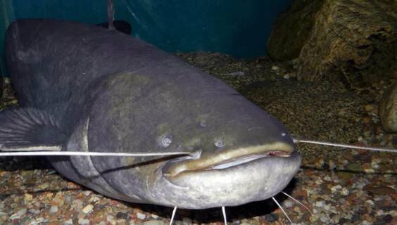 Akvárium Orlík nad Vltavou | Zoologické a botanické zahrady Orlík nad Vltavou | NaVylet.cz