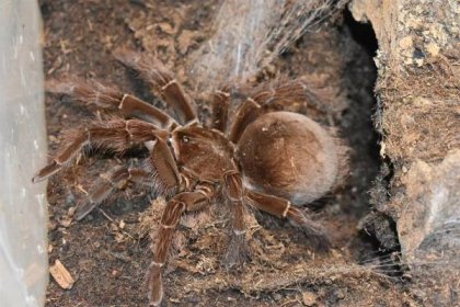 Petra (39) žije v domě s 2600 pavouky: Podívaná jen pro otrlé! A co na to sousedi?