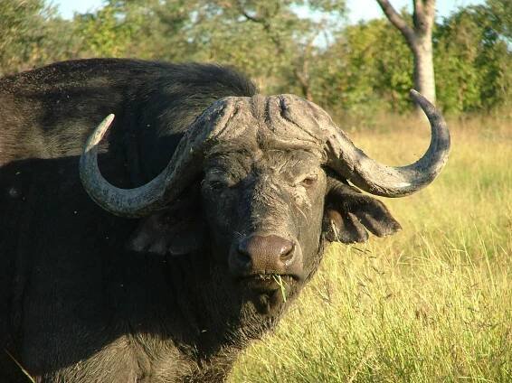 Contracts – Mugaba Safaris