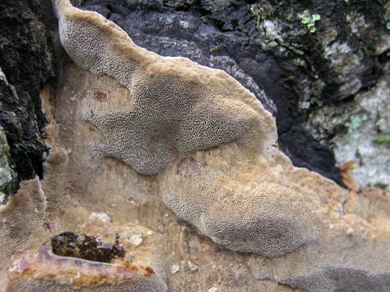 Phellinus lundellii: Nejlepší průvodce houbami