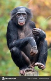 Opice bonobo v přírodní stanoviště — Stock Fotografie © EBFoto #136708454