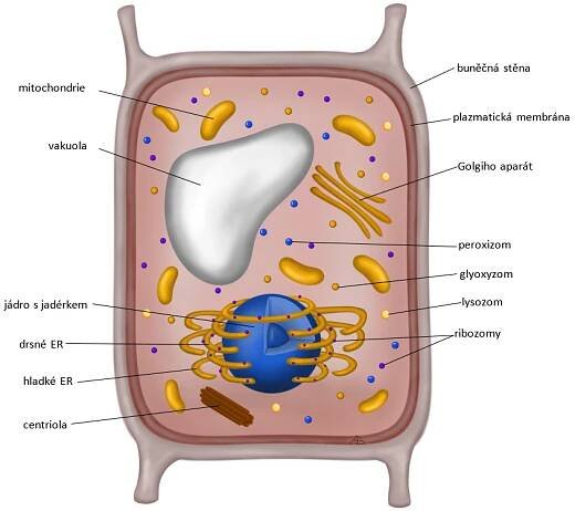 Biologie: Buněčná biologie: Buňka hub 