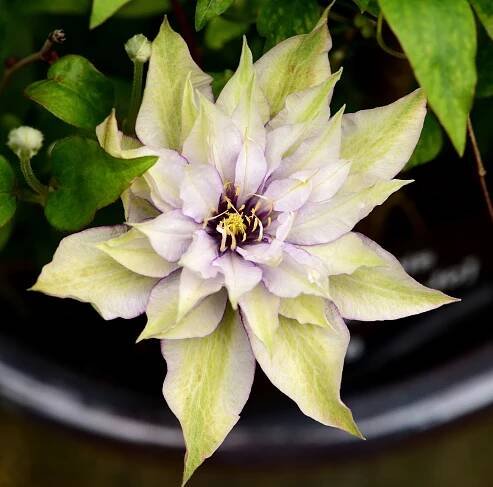 close up of samaritan jo clematis variety