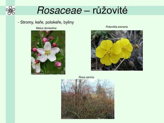 PPT - Fabaceae – bobovité PowerPoint Presentation, free download - ID:5200762