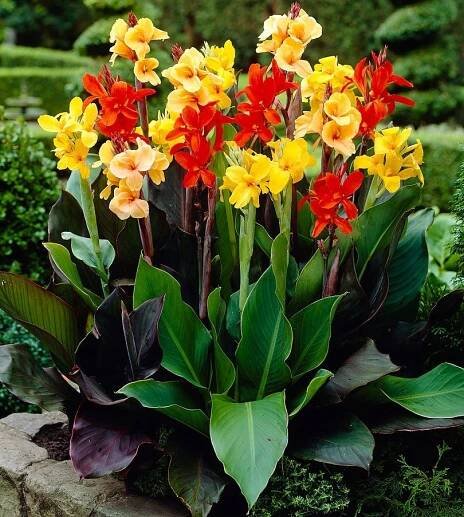 Kanna Paciorečník (Canna Indica) MIX barev 8 semen na zahradu a na terasu