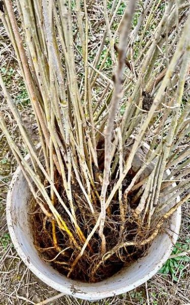 Planting Guide | Arthur’s Point Farm