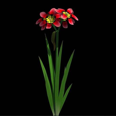 Sparaxis tricolor