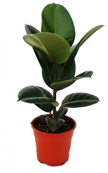 Gumovník - Ficus elastica "Robusta" - květináč 17 cm