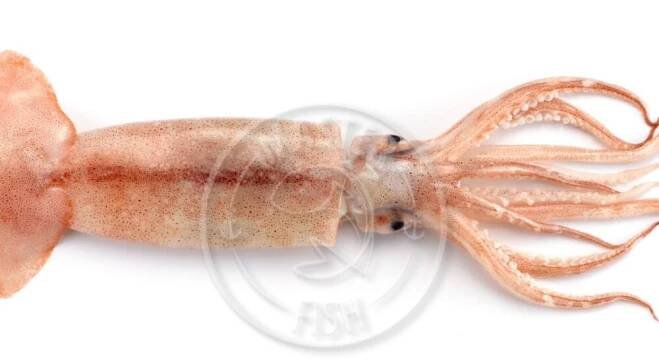 Calamari Partagonia Masterfish